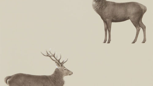 Evesham Deer 216618